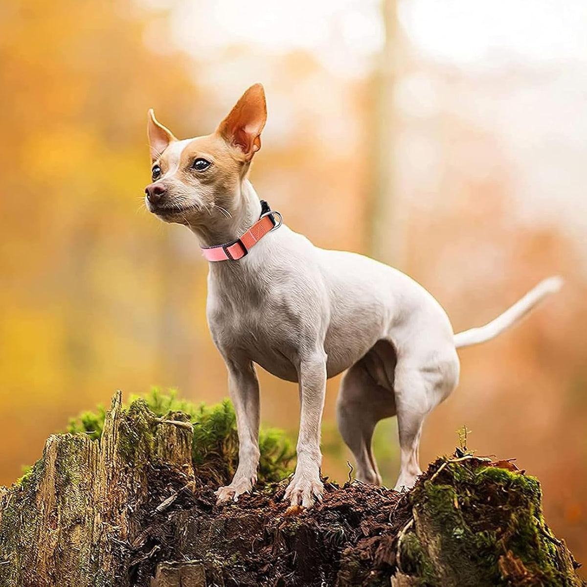 Side profile of Roses and Poetry medium dog collar