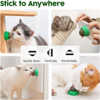 Kitten playing with wall mounted cat energy ball