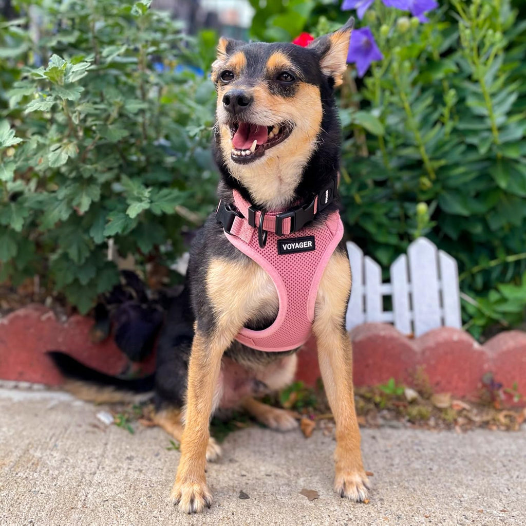 Complete small pink pet harness laid flat showing all hardware components