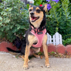 Complete small pink pet harness laid flat showing all hardware components