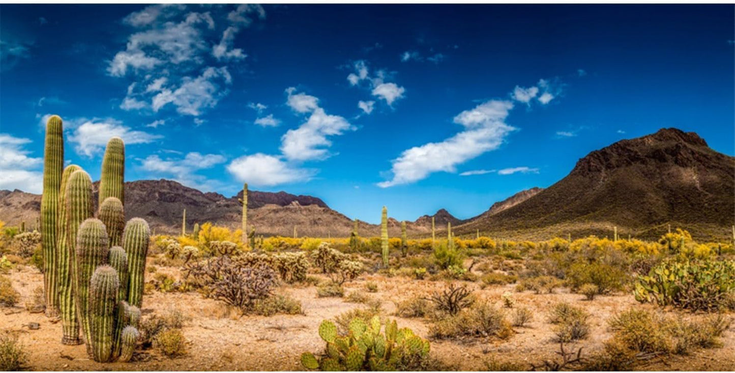 AWERT reptile habitat background front view desert landscape backdrop
