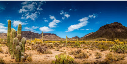 AWERT reptile habitat background front view desert landscape backdrop