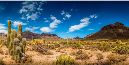 AWERT reptile habitat background front view desert landscape backdrop