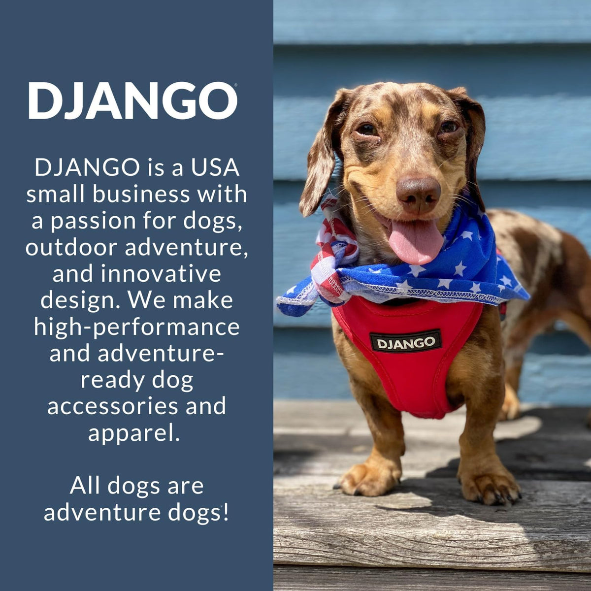 DJANGO Adventure Dog Harness - Stylish Medium Dog Harness for Outdoor Adventures and Everyday Wear - Dandelion Yellow Neoprene Adjustable Harness for Dogs with Reflective Piping and Solid Brass D-ring - Image 9