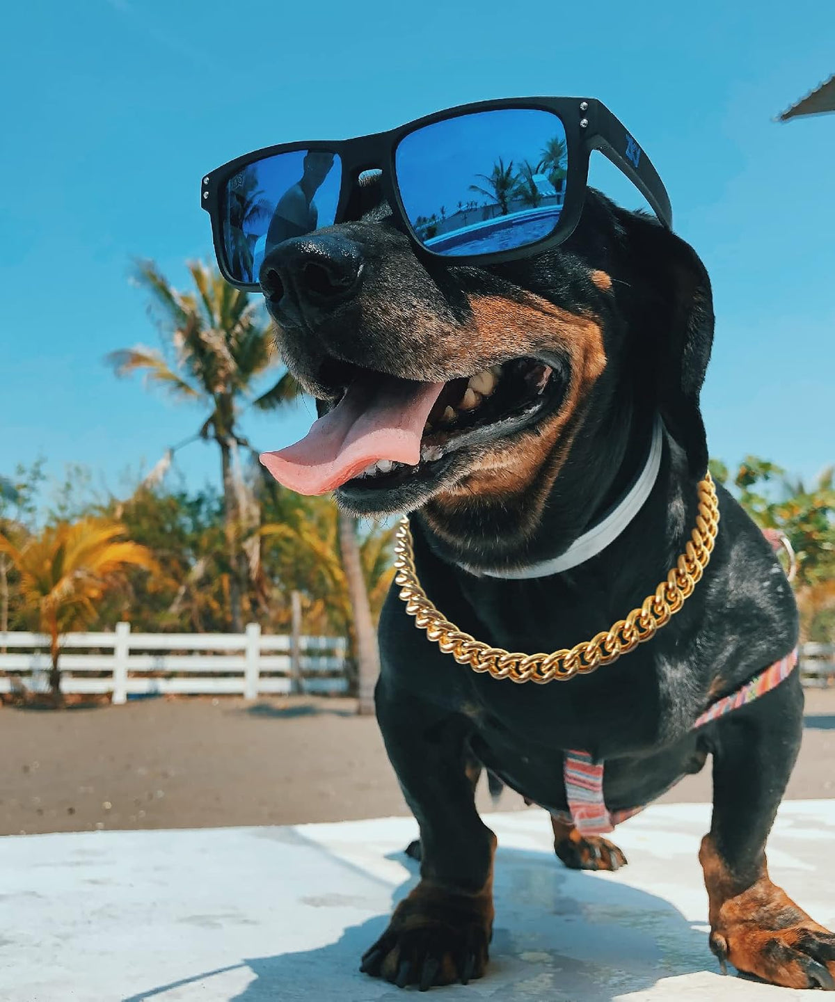 Tarnish resistant gold coated pet costume jewelry on a puppy