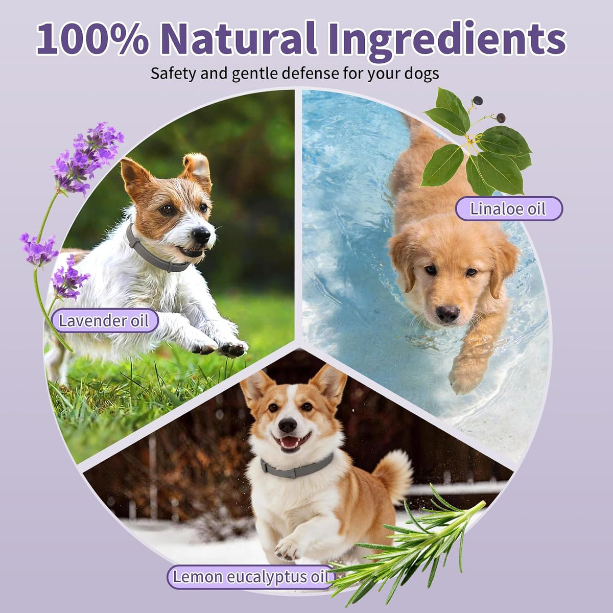Forty months continuous flea and tick protection dog collar pack