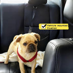 Dog wearing harness with car safety tether connected