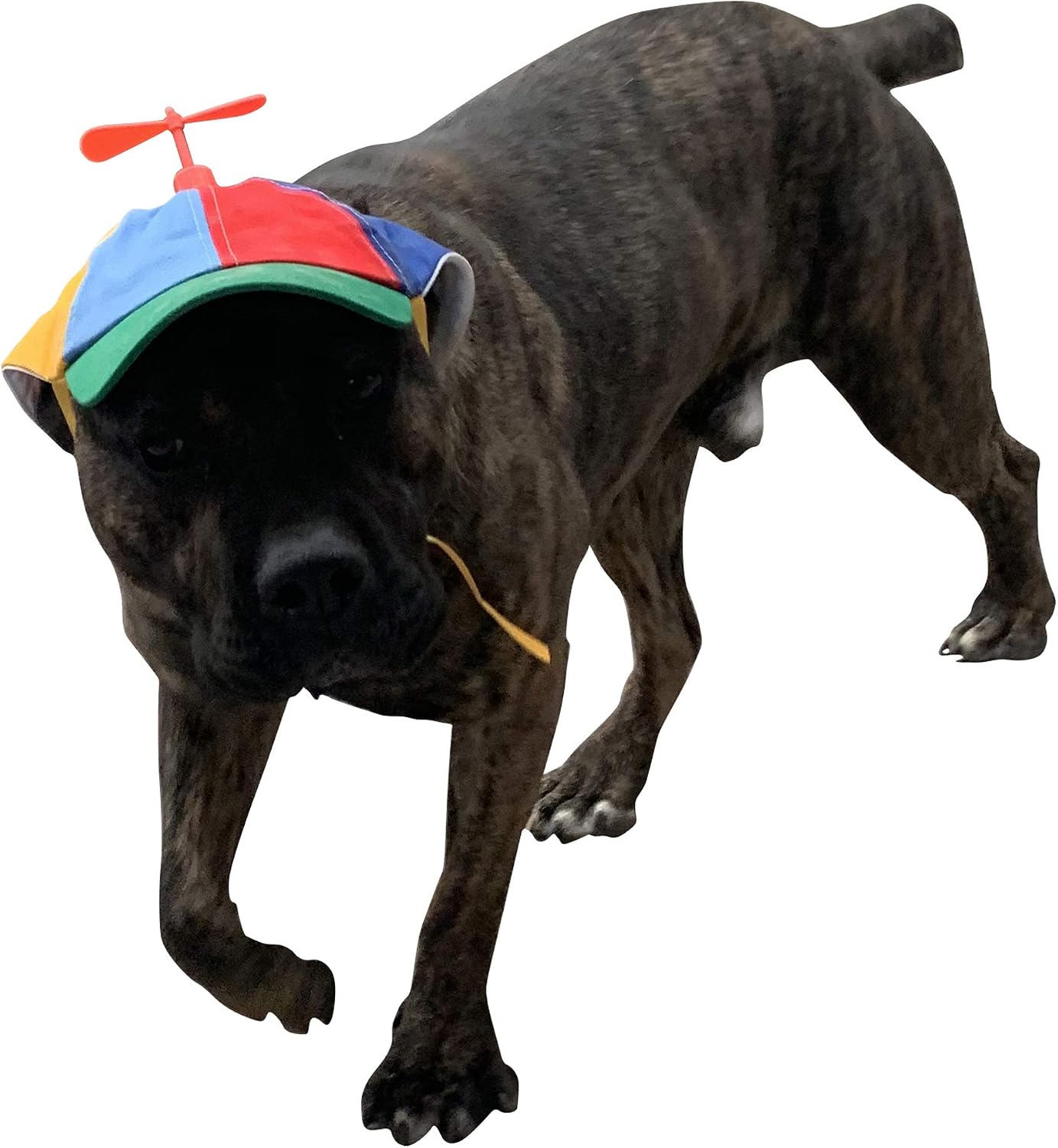 Adjustable spring buckle detail on Geanbaye dog hat