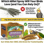 Premium USA sourced millet spray for parakeets