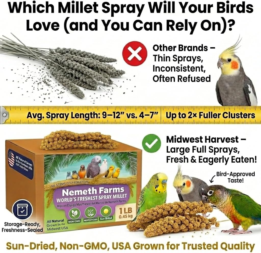 Premium USA sourced millet spray for parakeets