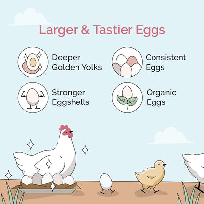 Poultry grit in a feeding container for layer chickens