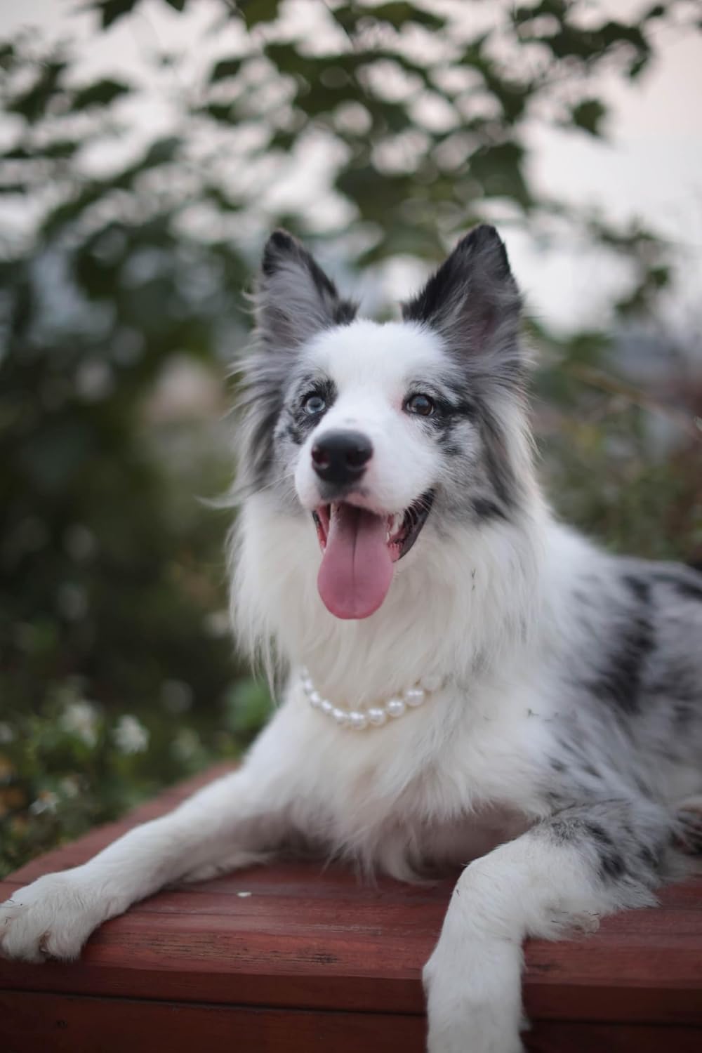Premium pet fashion jewelry imported from the USA.