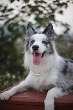 Premium pet fashion jewelry imported from the USA.