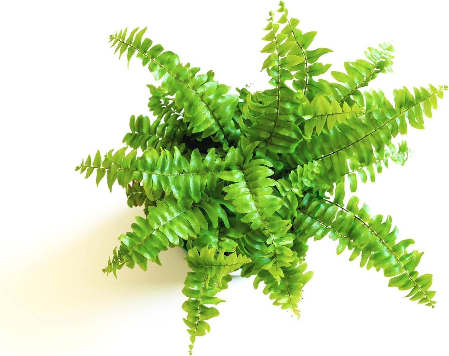 Selection of three different live mini ferns for indoor decoration