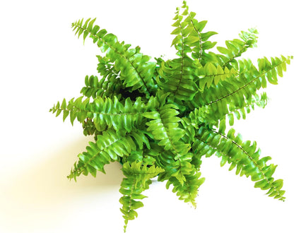 Selection of three different live mini ferns for indoor decoration