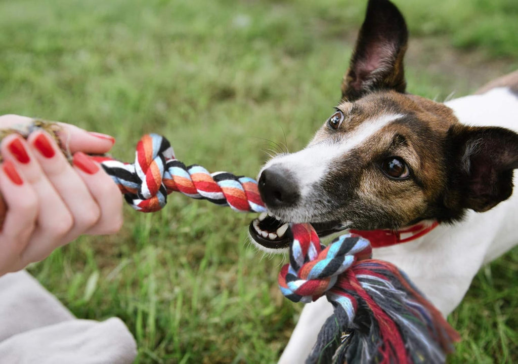 An overhead perspective of the Fida pet chew collection emphasizing the compact size tailored for small to medium dogs.