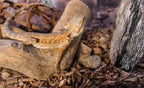 Resealable bag of Galapagos real moss substrate