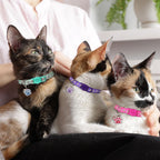 HLJ premium nylon cat collar fabric texture and durable D ring details