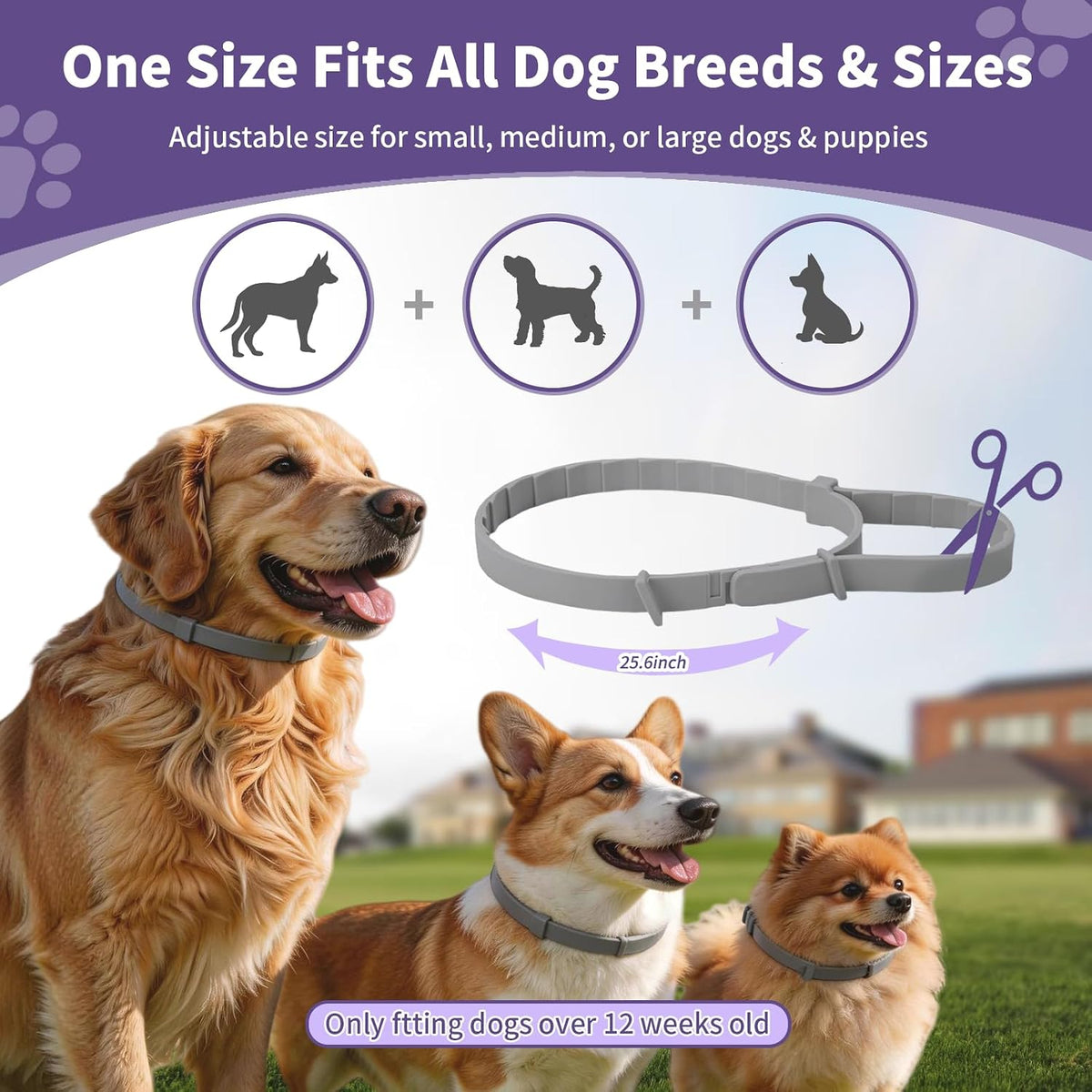 Water resistant dog flea collar enduring rain and outdoor play