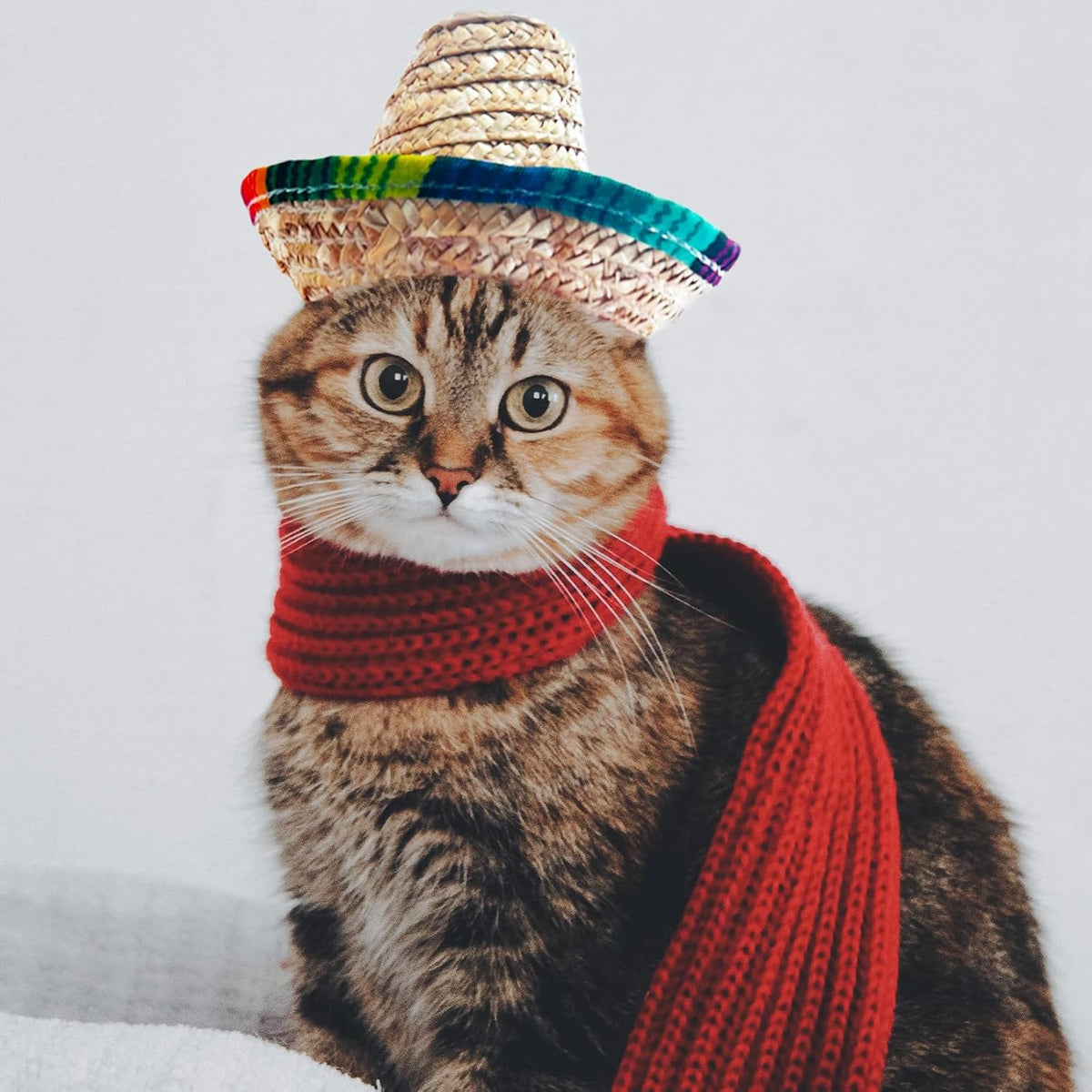 Close up of AWOCAN pet sombrero with colorful fabric trim