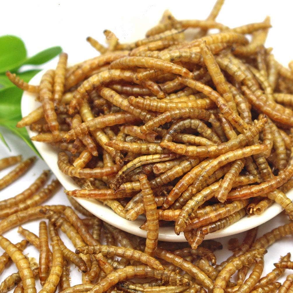 Close up view of natural non-GMO dried mealworms in bulk bag