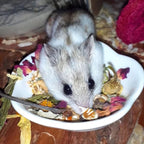 Exotic Nutrition chinchilla and small pet snack back label