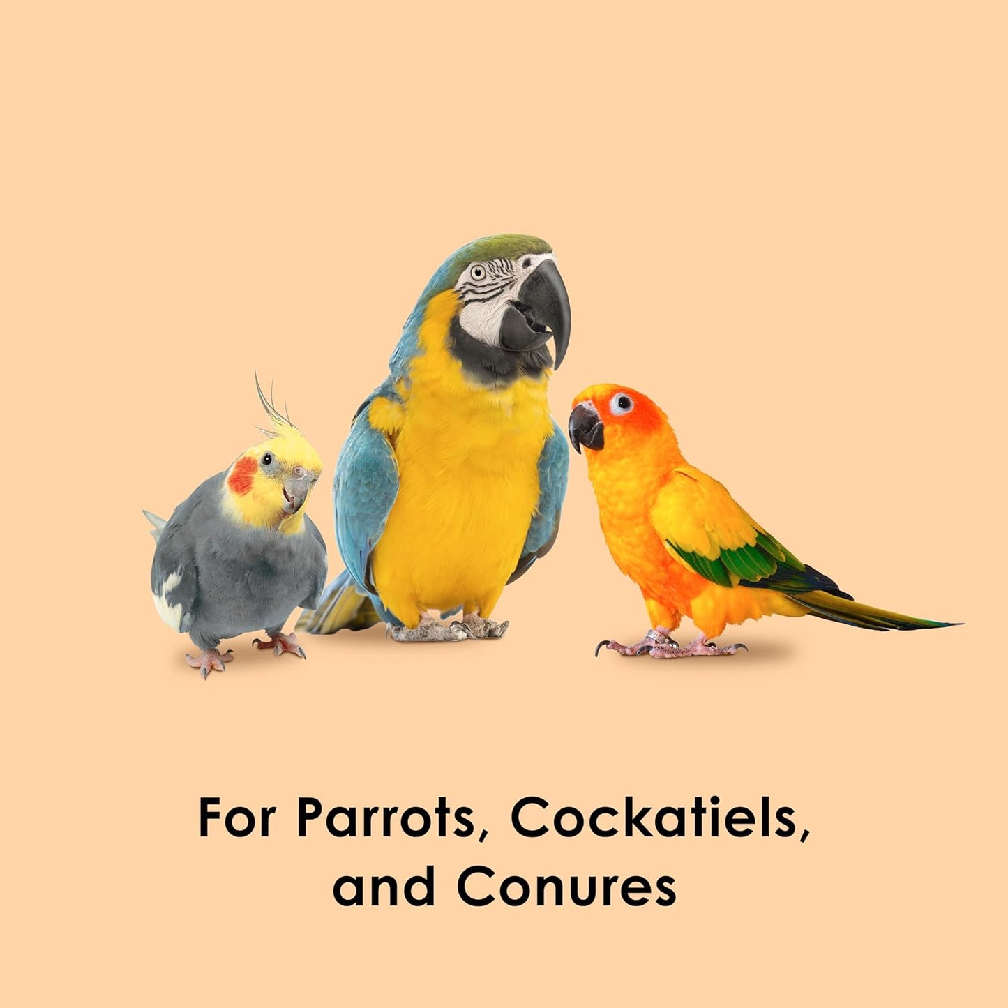 Dried papaya pieces for bird foraging and training