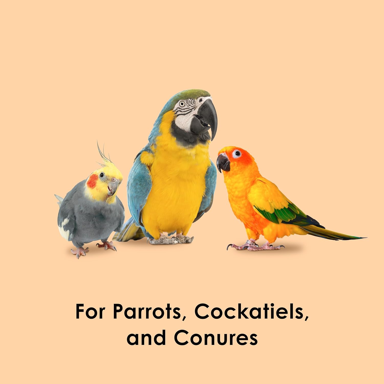 Dried papaya pieces for bird foraging and training