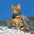 Breakaway Cat Collar Leather with Removable Bell - 13 Colors Available - Soft Adjustable Girl Boy Safety Lightweight Pet Kitten Collars Pink Brown Blue Green Red Orange Black (Mustard) - Image 9