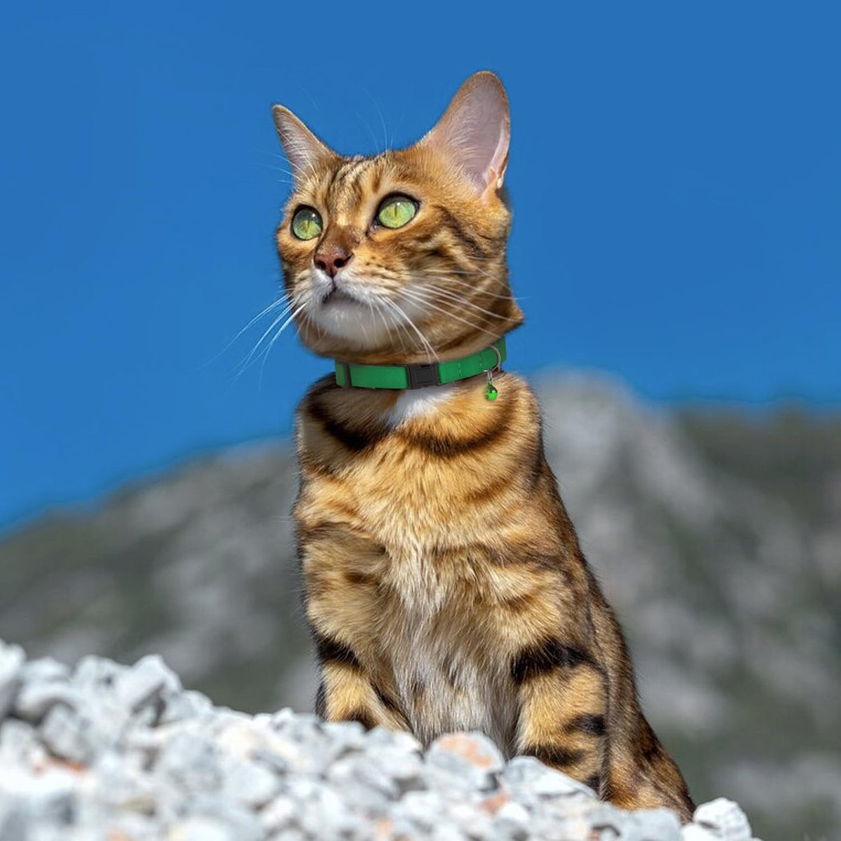 Breakaway Cat Collar Leather with Removable Bell - 13 Colors Available - Soft Adjustable Girl Boy Safety Lightweight Pet Kitten Collars Pink Brown Blue Green Red Orange Black (Mustard) - Image 9