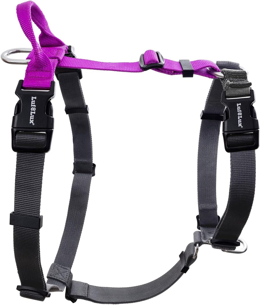 Small dog walking with red LufeLux harness
