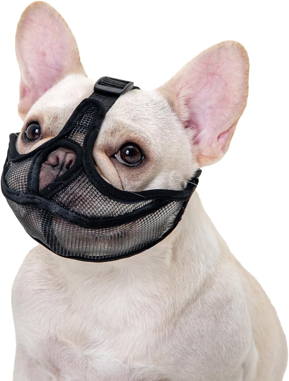OHCOZZY short snout dog muzzle front view on a french bulldog