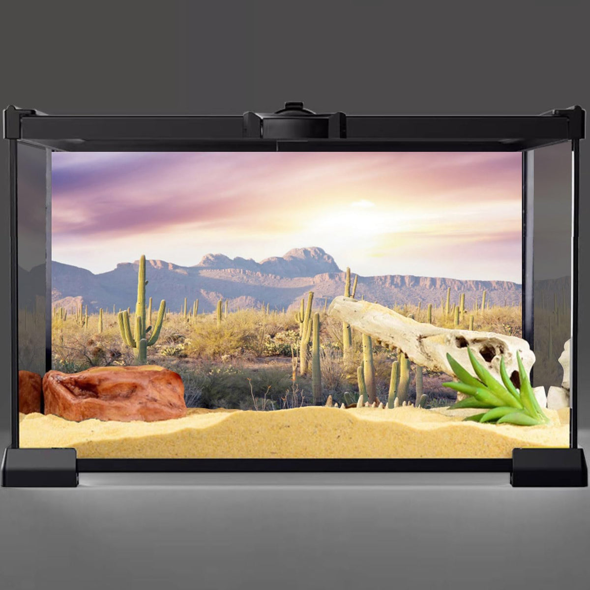 Awert reptile habitat background front view desert terrarium backdrop