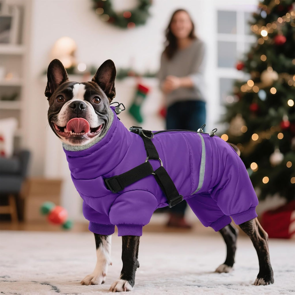 Small dog wearing purple BRKURLEG winter coat