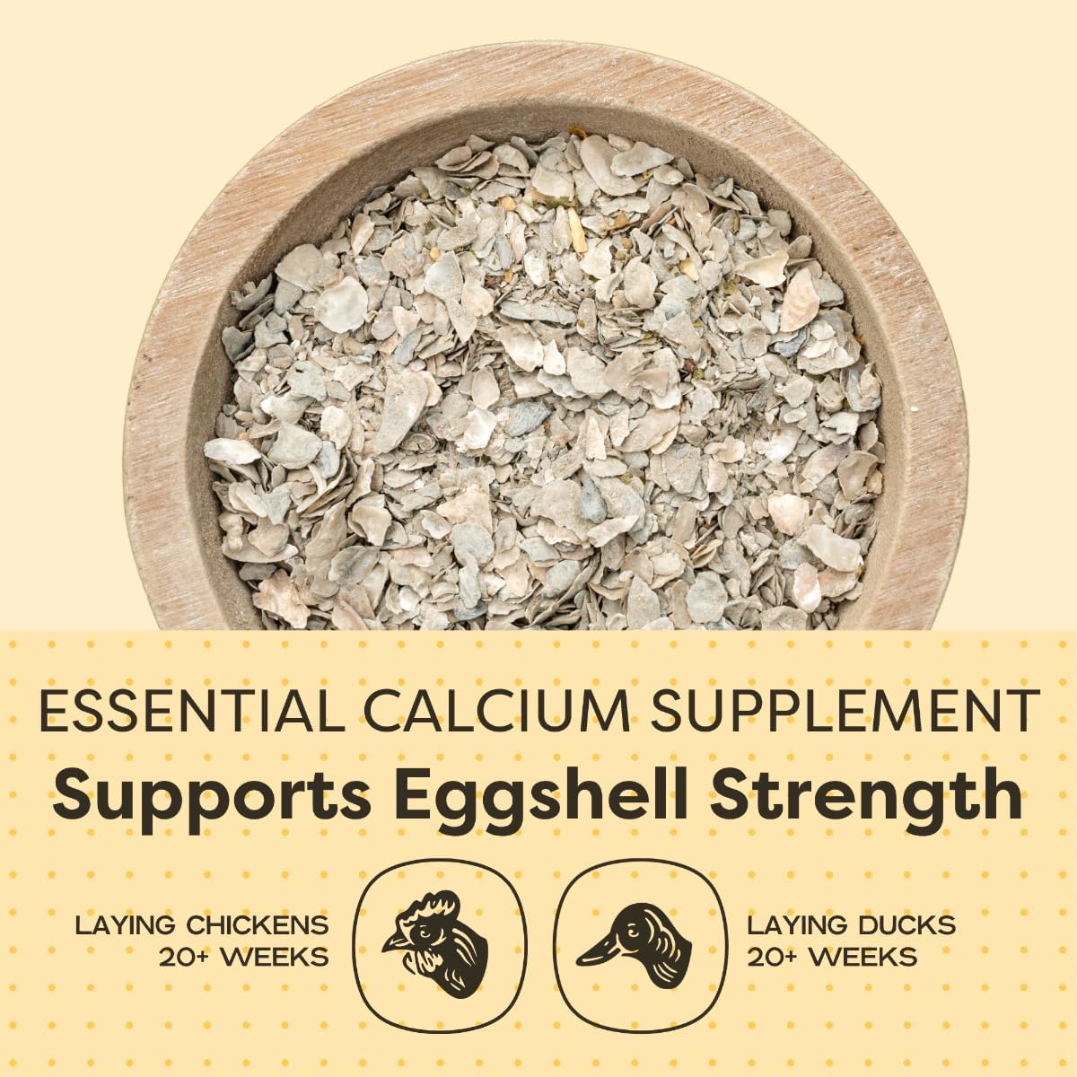 Healthy chickens eating oyster shell calcium supplement