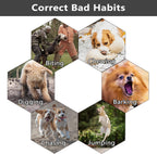Dog wearing Supernight green anti bark collar outdoor setting