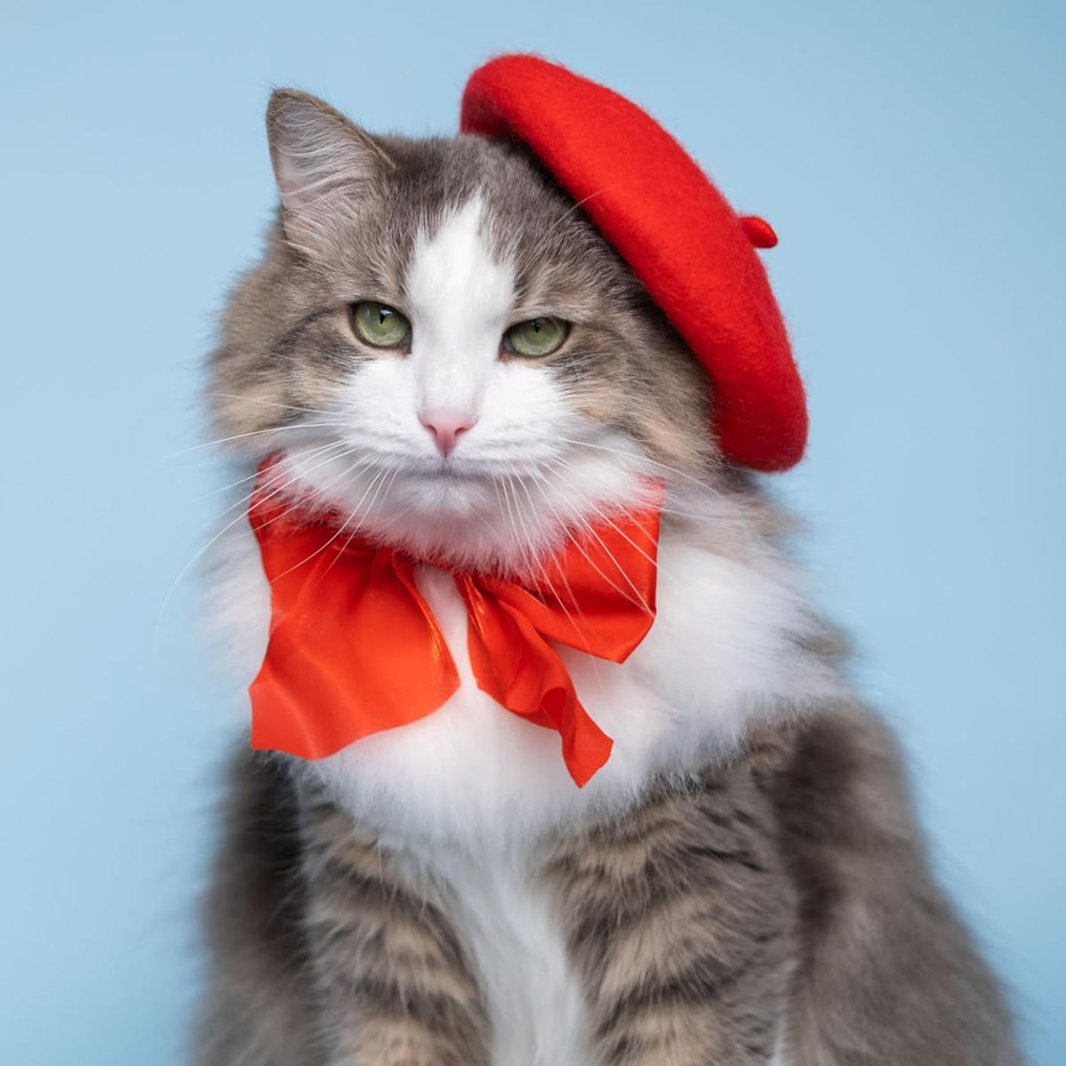 Adjustable elastic chin strap detail on red pet hat