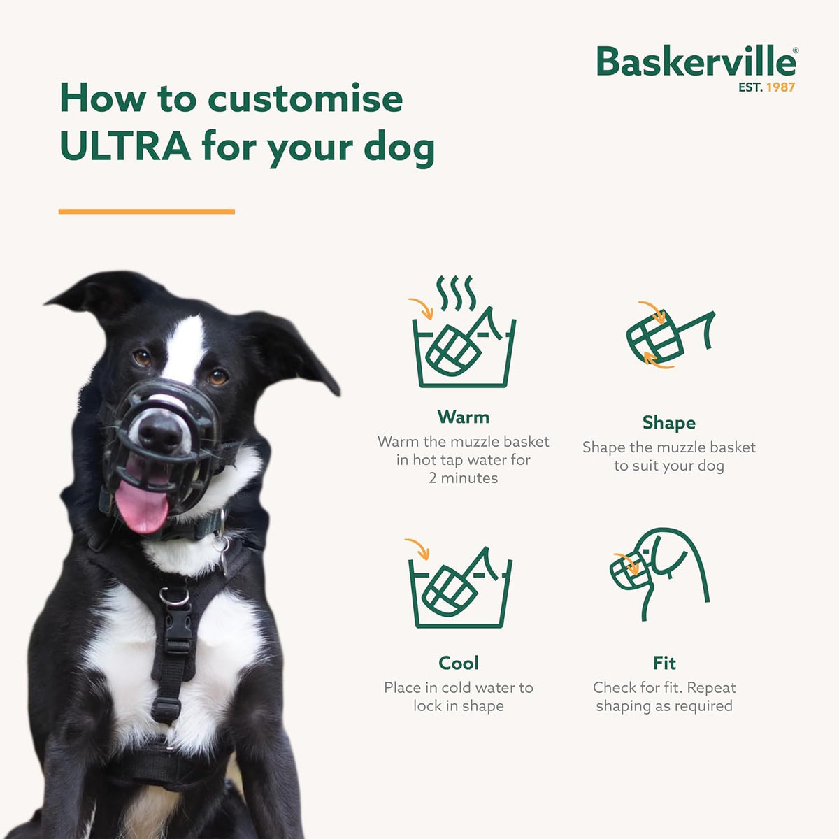 Baskerville medium dog muzzle showcasing the custom heat shaping process in warm water.