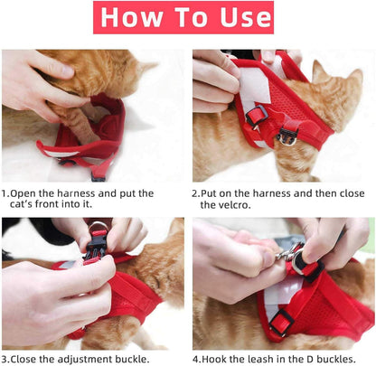 Small cat wearing a red adjustable safety vest harness.