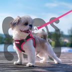 Rabbitgoo authentic imported reflective small pet vest set