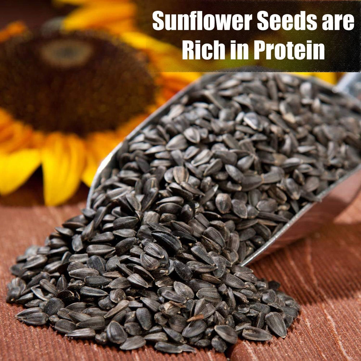 Small birds eating from a feeder containing black oil sunflower seeds