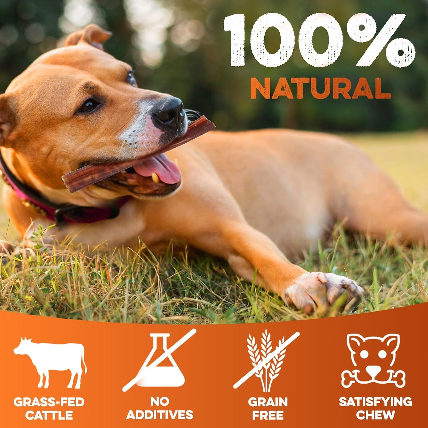 Thick natural grass-fed beef pizzle dog chew close up