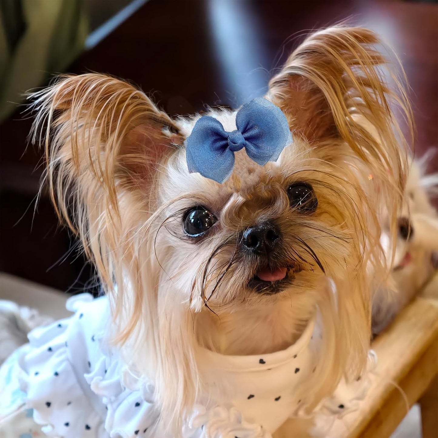 Fluffy backyard hen accessorized with a bright pink chiffon hair bow clip