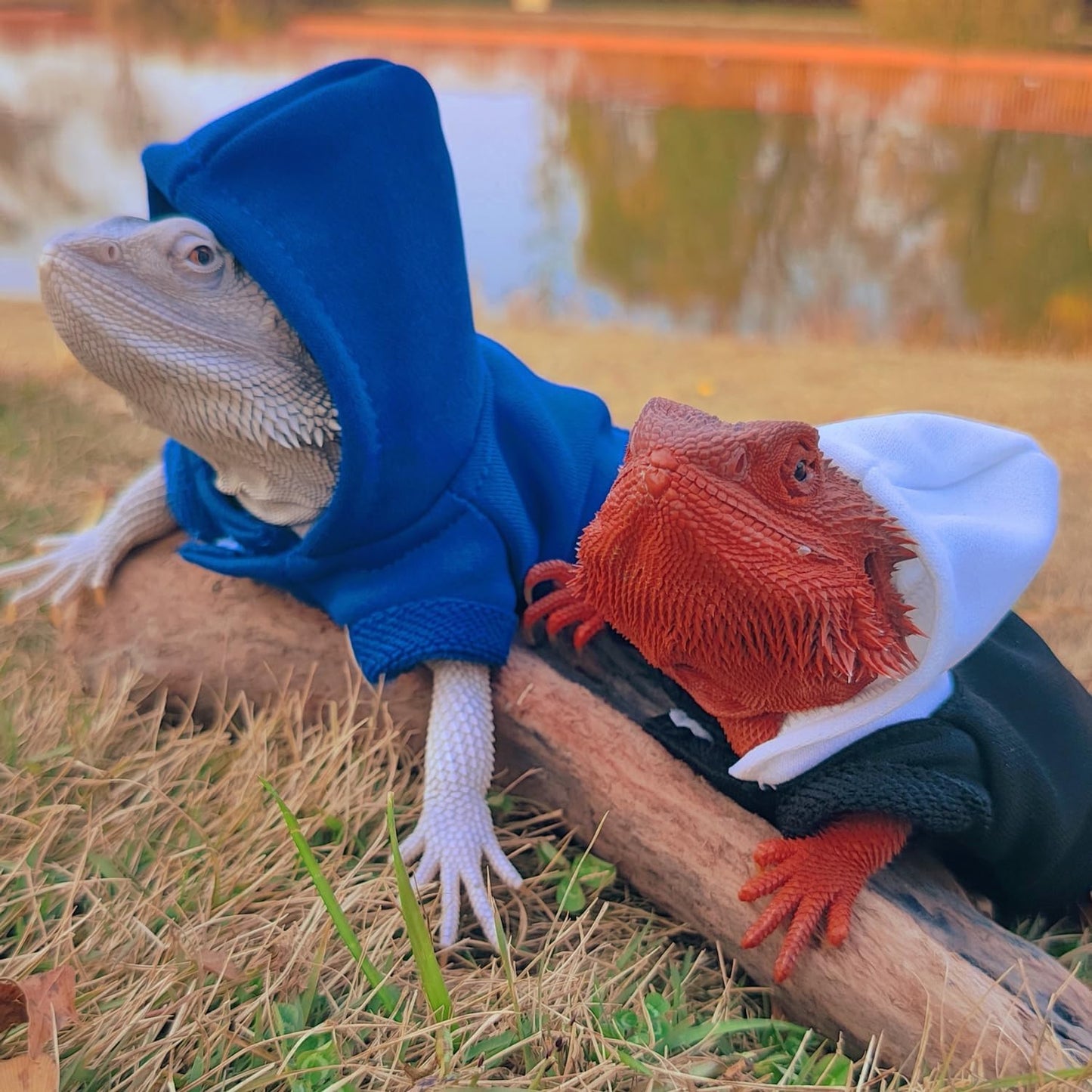 Premium pet lizard hoodie outfit for festive party photography