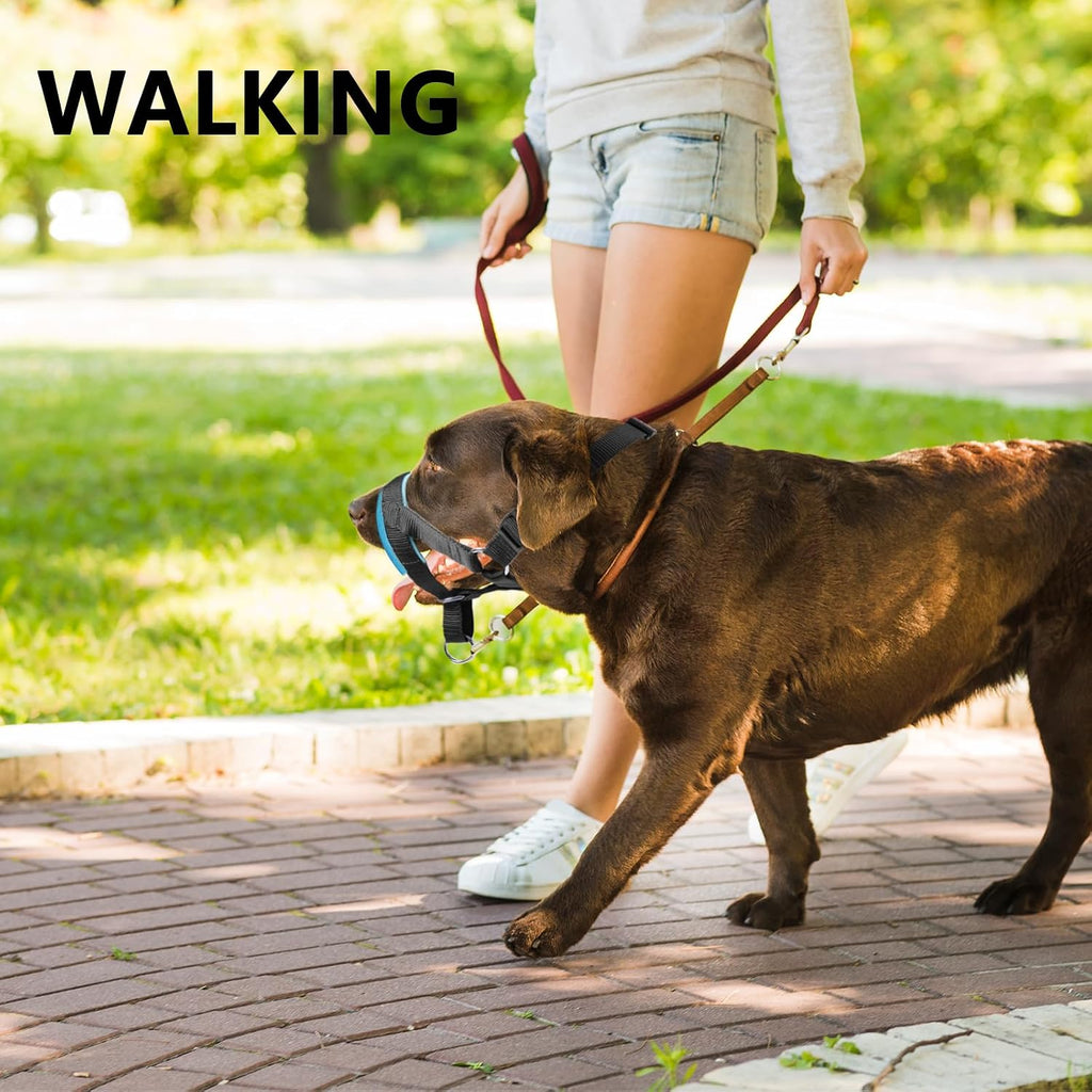 Demonstration of the open mouth design allowing a dog to safely pant while wearing the black collar halter.