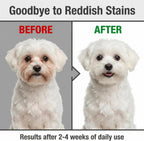 Before and after professional pet grooming results using natural tear stain removal kit