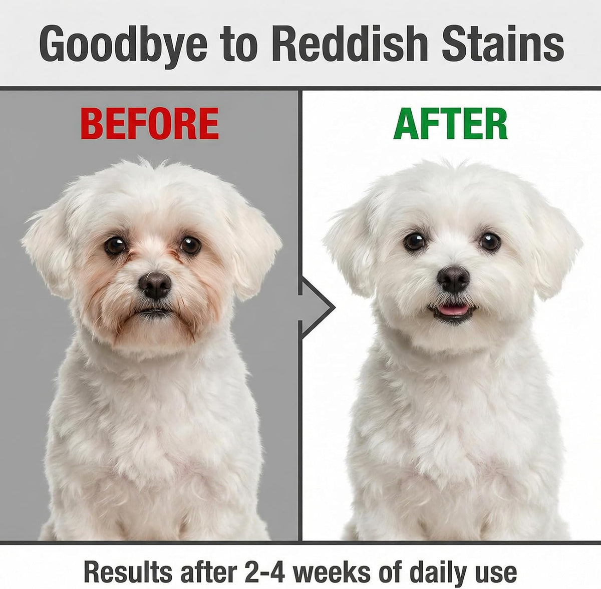 Before and after professional pet grooming results using natural tear stain removal kit