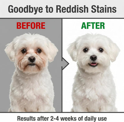 Before and after professional pet grooming results using natural tear stain removal kit