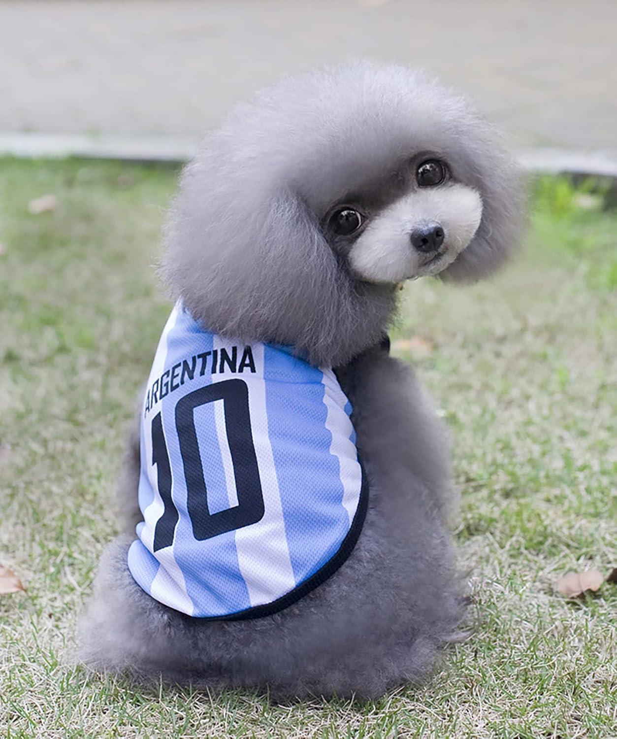 Small dog wearing Argentina World Cup football jersey