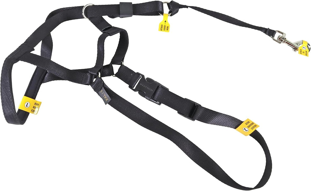 Coastal Pet Walk 'n Train dog head halter in black color front view on medium sized dog